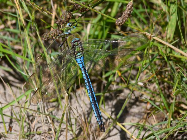Grote keizerlibel (Anax imperator)
